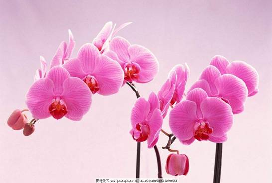 https://timgsa.baidu.com/timg?image&quality=80&size=b9999_10000&sec=1520923672742&di=b4c212d044218927a0ffd23ffbf5849b&imgtype=0&src=http%3A%2F%2Fpic33.photophoto.cn%2F20141015%2F0035035712894564_b.jpg