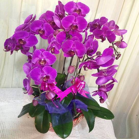 https://timgsa.baidu.com/timg?image&quality=80&size=b9999_10000&sec=1520923831043&di=37145dfa4bcc20f9d06ad652ae4f4348&imgtype=0&src=http%3A%2F%2Fm.360buyimg.com%2Fn12%2Fjfs%2Ft202%2F46%2F612091361%2F260278%2Fafced552%2F5392dbf7N9878023a.jpg%2521q70.jpg