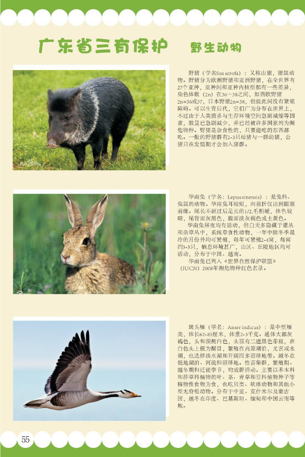 三有6.jpeg