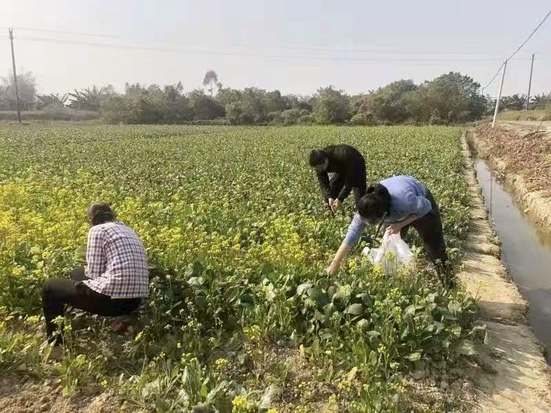 加强春节前安全检查 确保农产品质量安全  (2)_副本.jpg