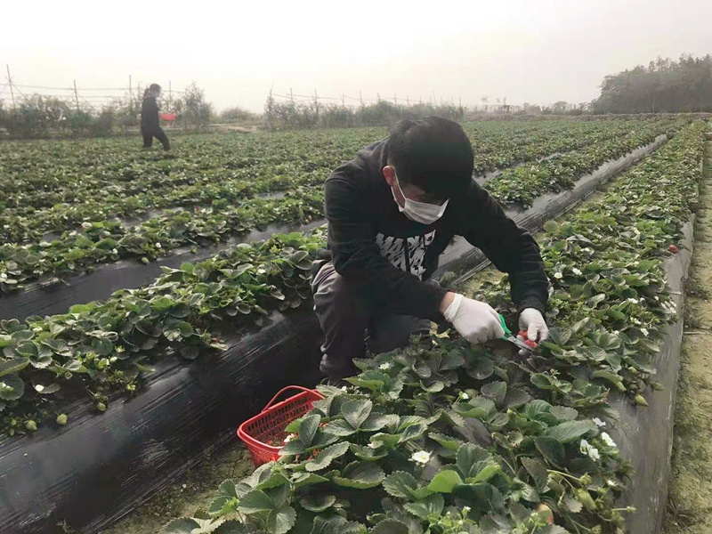 加强春节前安全检查 确保农产品质量安全  (1)_副本.jpg