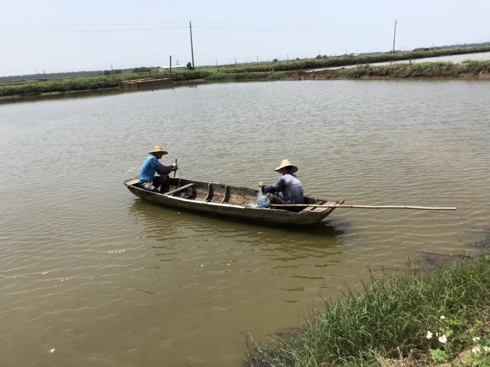 专业人员对水产养殖物进行清点.jpg