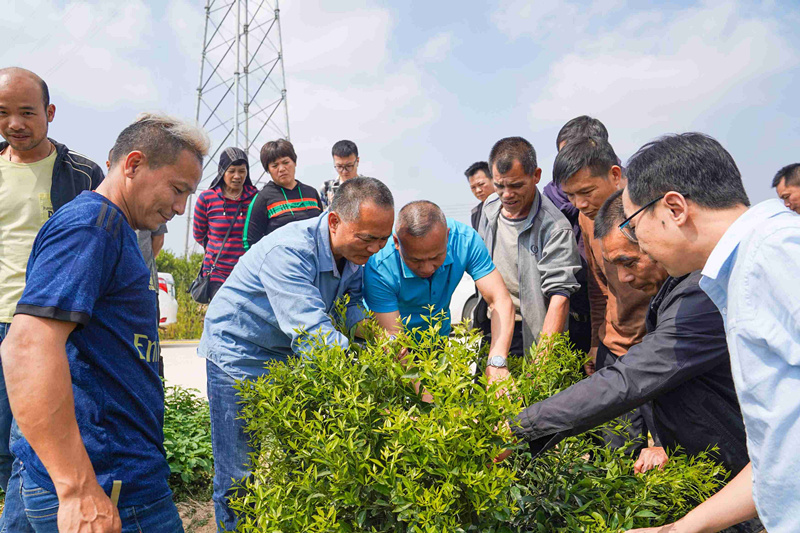 新会柑种植培训(1)_副本.jpg