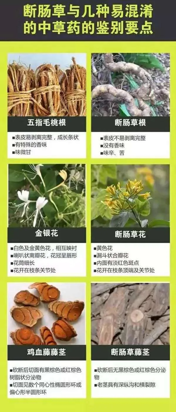 断肠草.png
