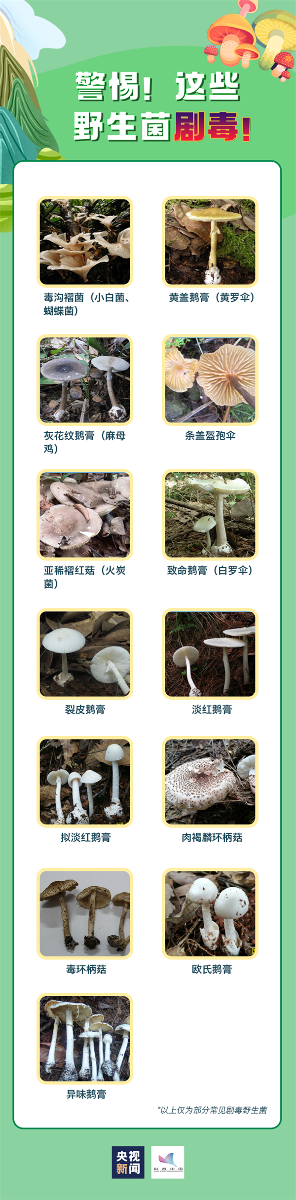 蘑菇.png