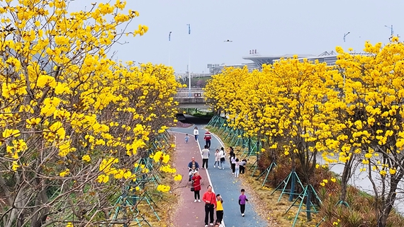 新会英洲海碧道黄花风铃木盛放